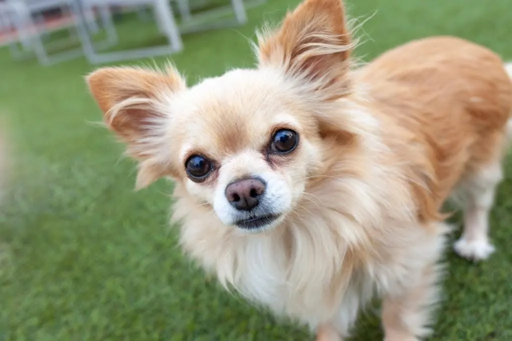 One of the two small dogs looking into the camera on the lawn