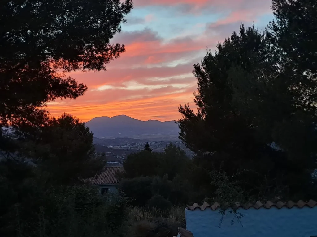 Pink and orange sunset sky through the pine trees