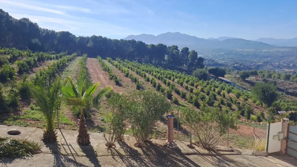 Green orchards running down the valley towards the mountains