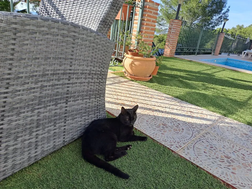 David the black cat resting on the lawn by a wicker chair