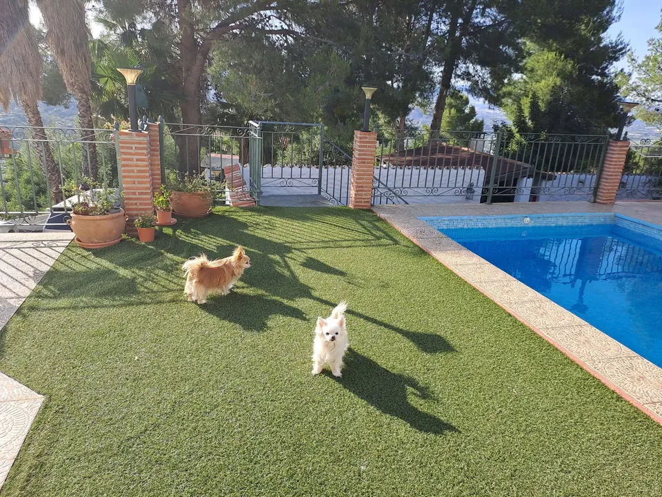 Jack and Lola, the two small dogs, on the lawn by the pool