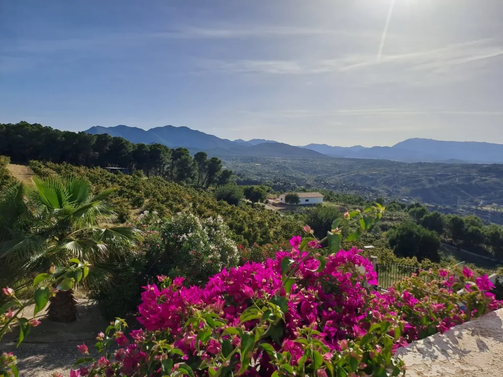 Pink bougainvillea in bloom above a green valley and mountains